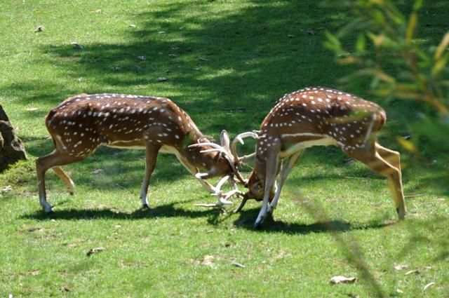 min 2013 07 06 beauval 257